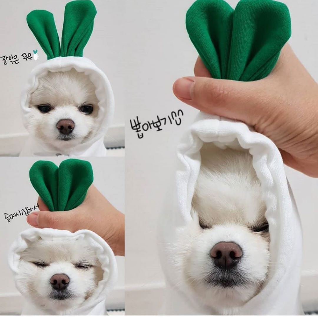 Cute Fruit Pet Hoodie