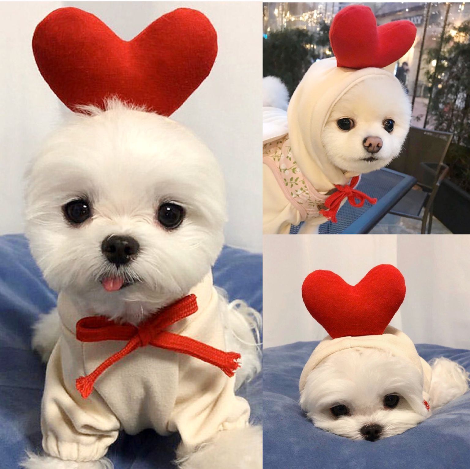 Cute Fruit Pet Hoodie
