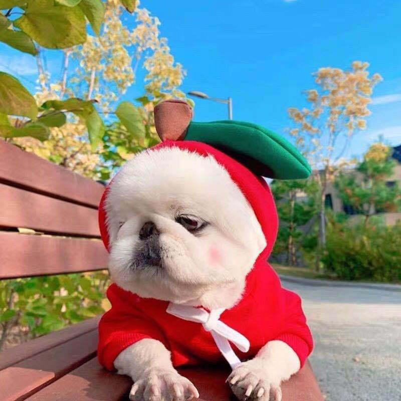 Cute Fruit Pet Hoodie