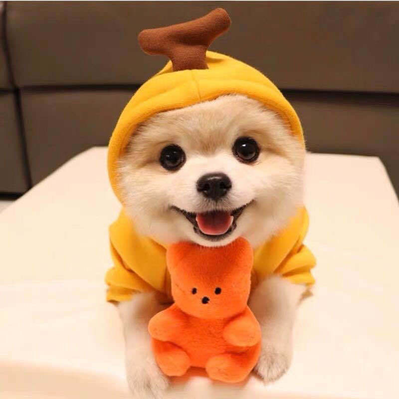 Cute Fruit Pet Hoodie