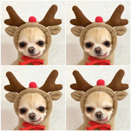 Cute Fruit Pet Hoodie